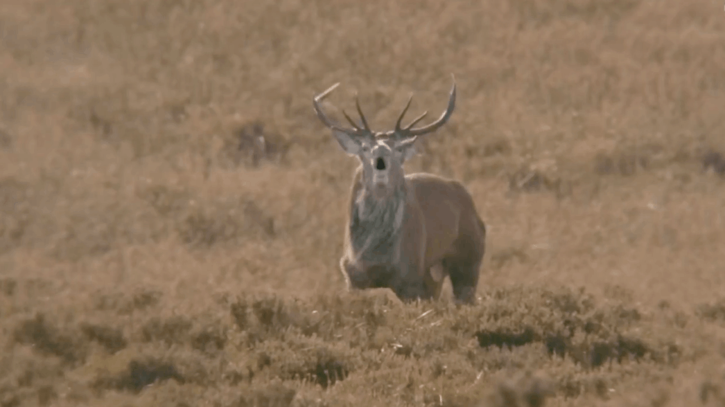 Photo cerf en Ecosse